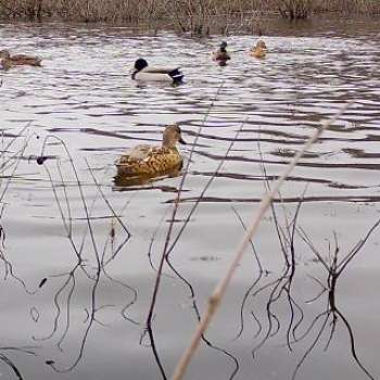 170 +/- Acres - Lawrence County, AL - North AL Hunting and Timber Investment Tract