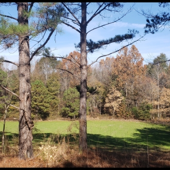 205 AC - Marengo Co - Thomaston Property with Timber