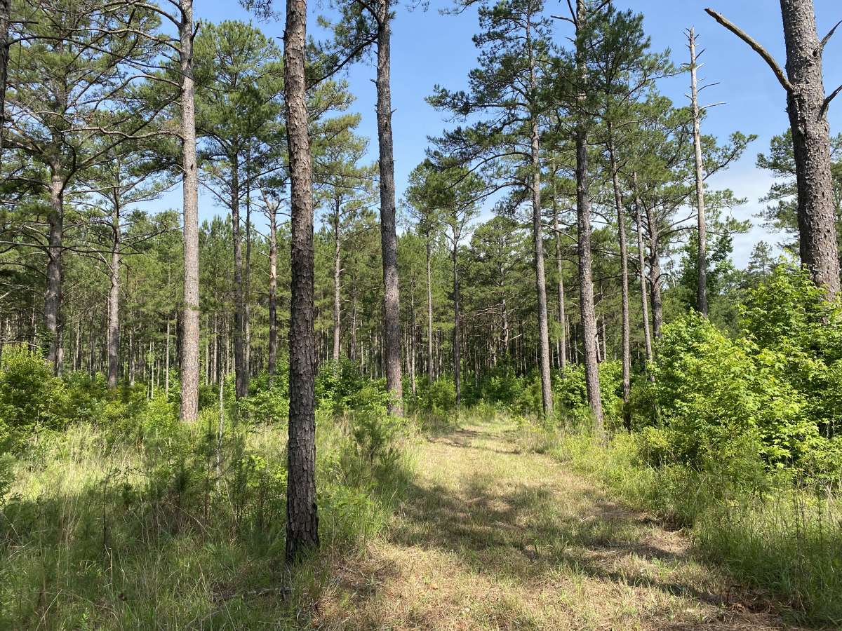 Calhoun Inv 275 ac topo.jpg