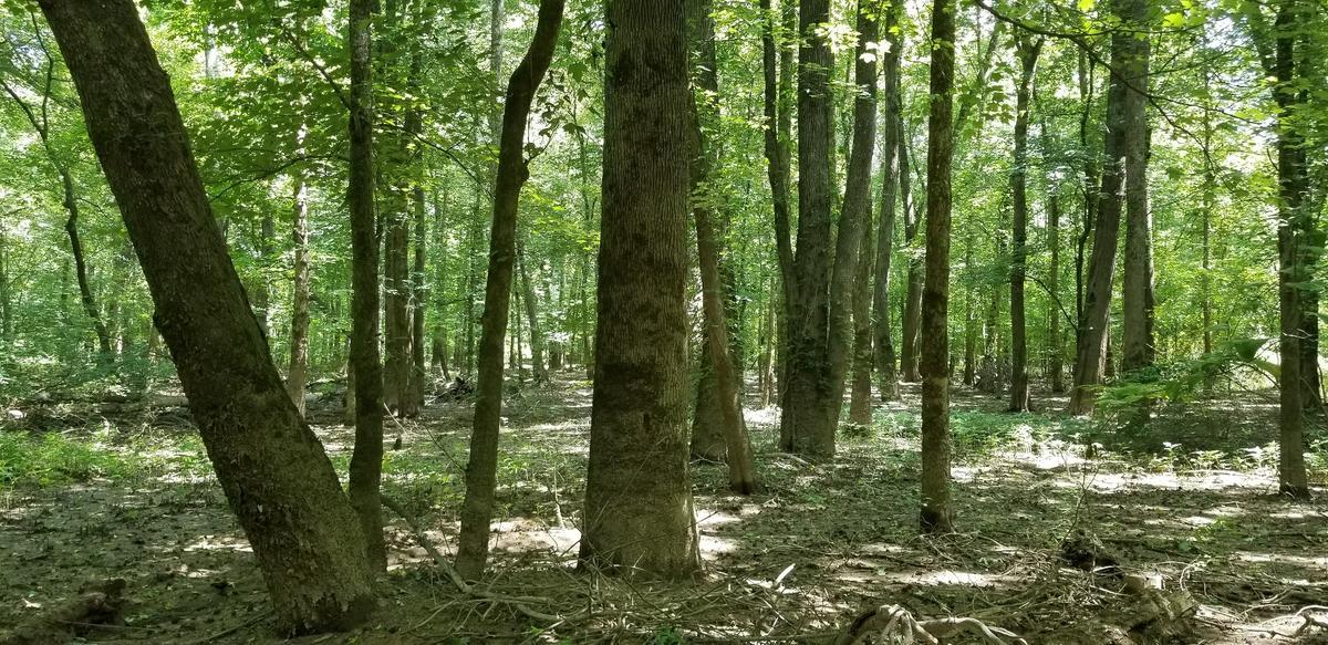 Miller_WestPeavineTract.jpg