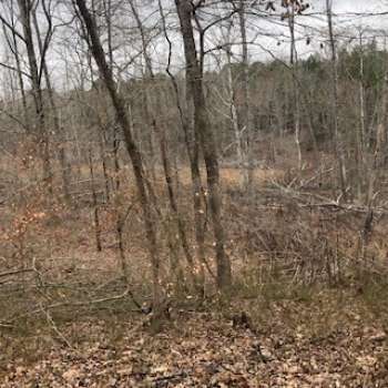 300 Ac. - Hardeman County, TN - Saulsbury Tract