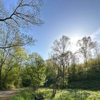 1.4 +/- Acres - Hickman County - Moss Spring Hollow Road Tract