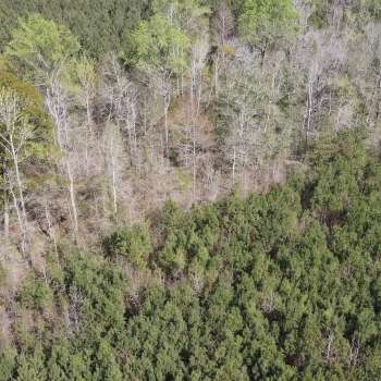 Willie Chandler Road Tract -70 ac- Lauderdale Co., MS