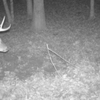 Alamuchee Creek Tract-222ac-Lauderdale Co. MS