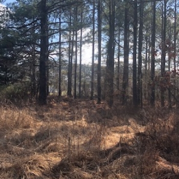 22 Ac. - Fayette County, TN - Clay Pond Road Tract