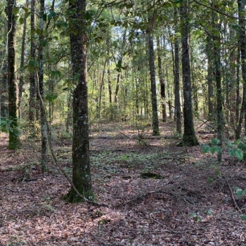 3 Ac - Dale County - Ariton Homesite